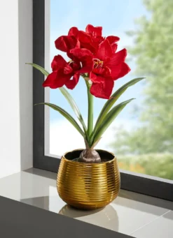 Amaryllis-Gesteck in goldenem Topf