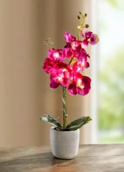 Beleuchtete Orchidee