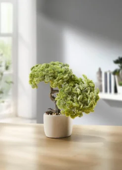 Bonsai im Topf
