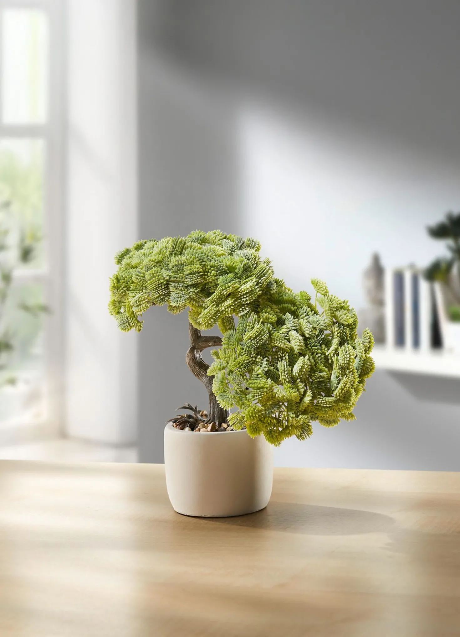 Bonsai im Topf