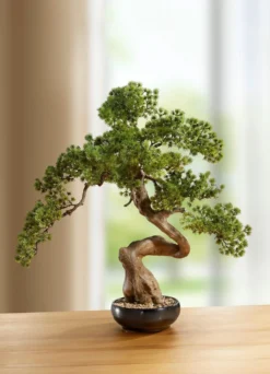 Bonsai in Keramikschale