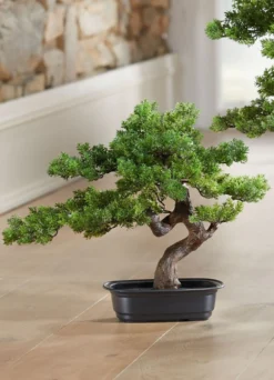 Bonsai-Myrte in Schale