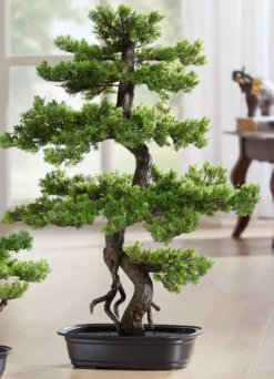 Bonsai-Myrte in Schale