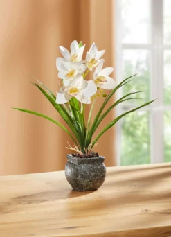 Cymbidium-Orchidee im Zementtopf