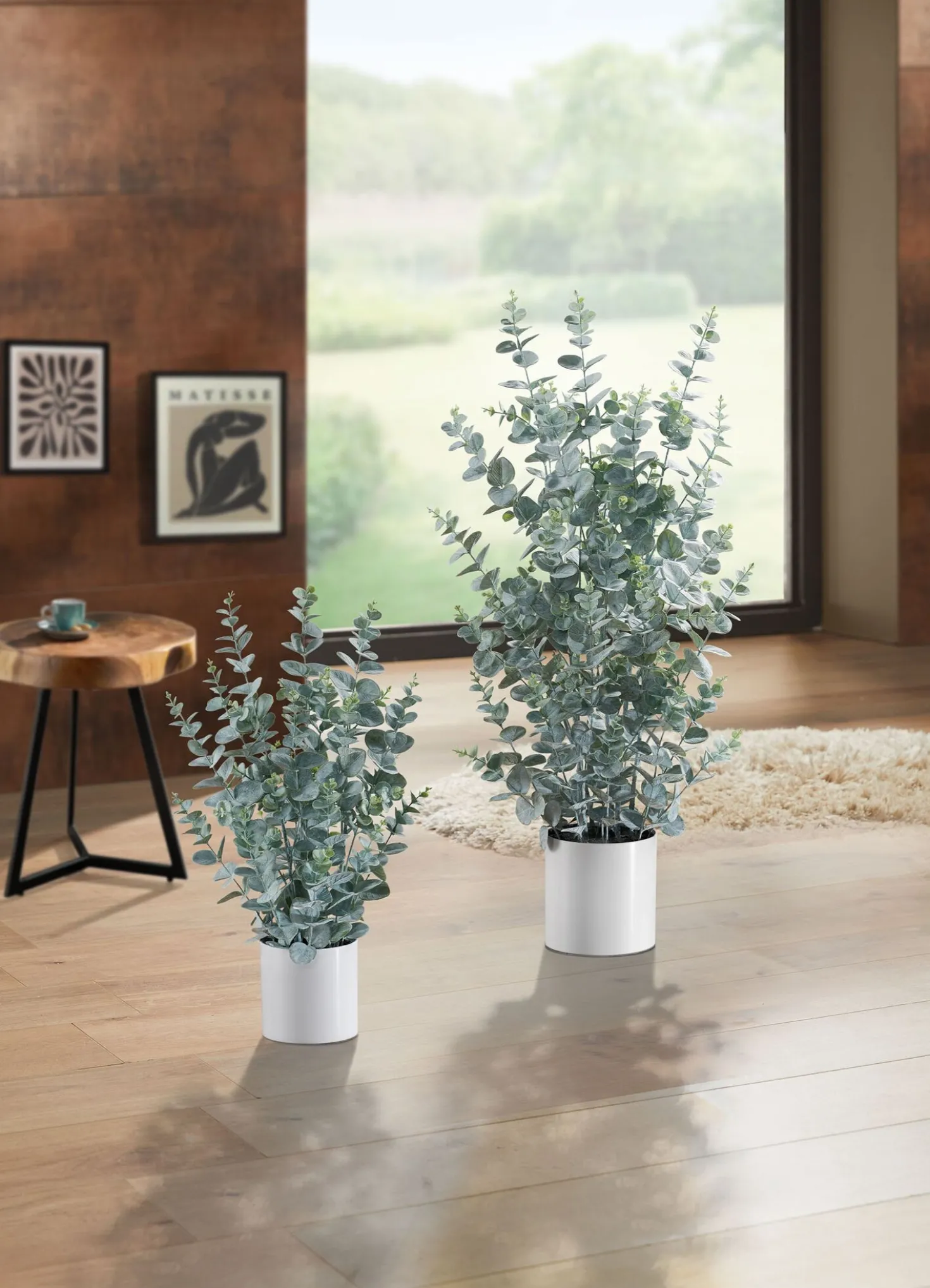 Eukalyptus im Topf