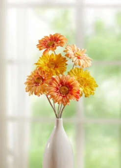 Gerbera, 6er-Set