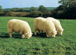 Hochwertiges Merino-Lammfell