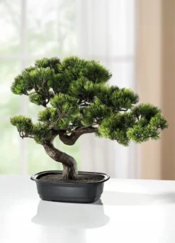 Kiefer-Bonsai