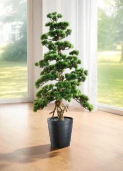 Kiefer-Bonsai