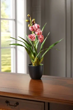 Orchidee „Cymbidie“ im Topf