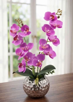 Orchidee im Topf