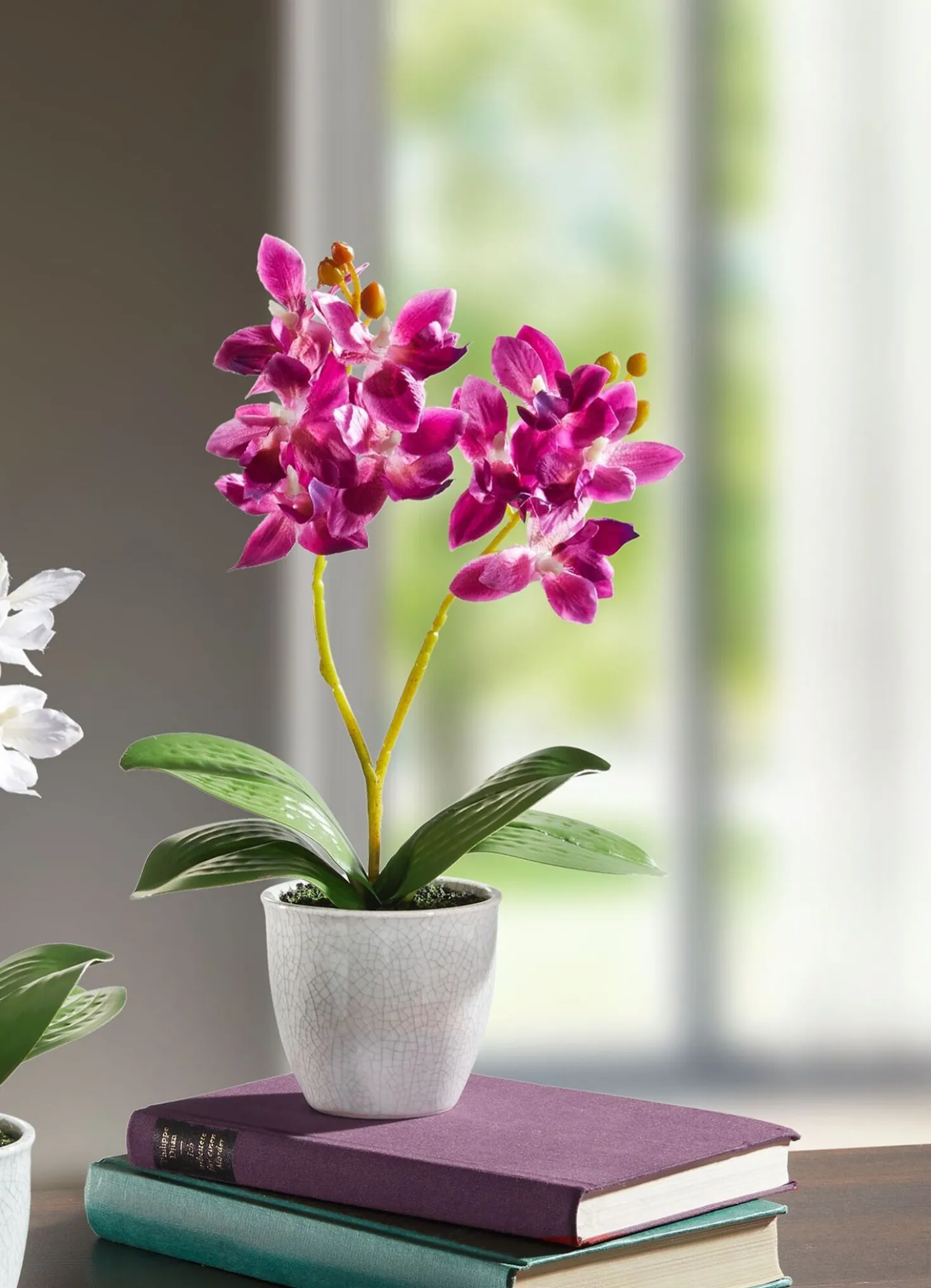 Orchidee im Topf