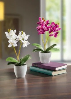 Orchidee im Topf