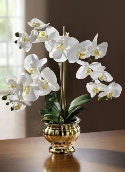 Orchidee im Topf