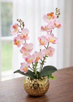 Orchidee im Topf