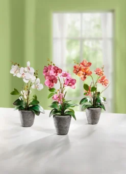 Orchidee im Zementtopf