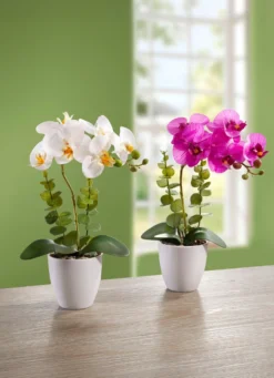 Orchideen, 2er-Set
