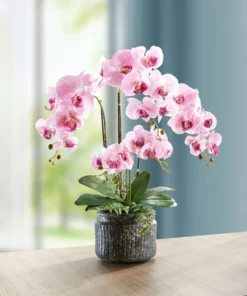 Orchideen-Gesteck im Topf