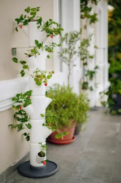 Pflanz-System Sissi Strawberry