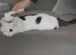 „PiddiPet IonBrush