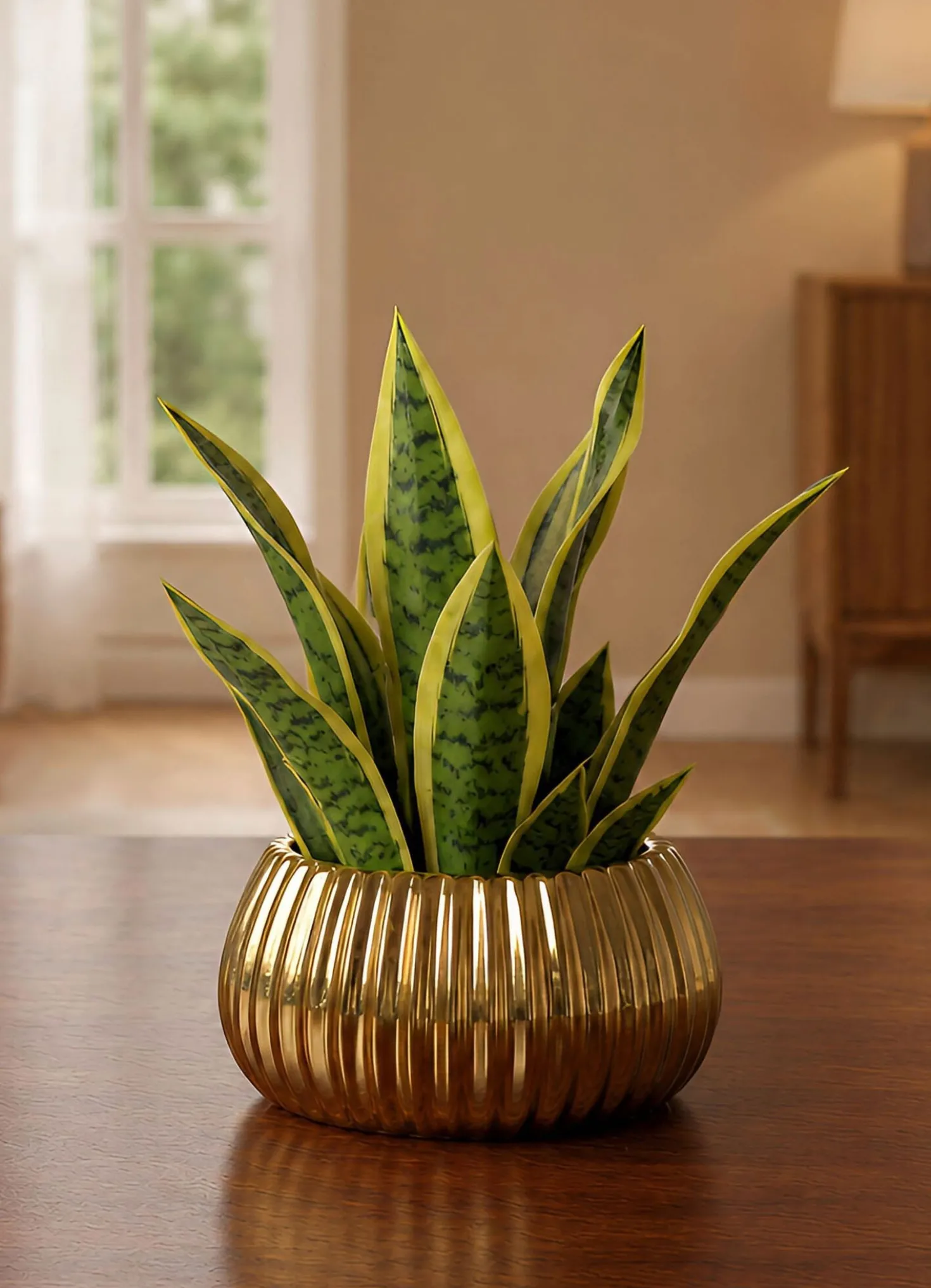 Sansevieria in Schale