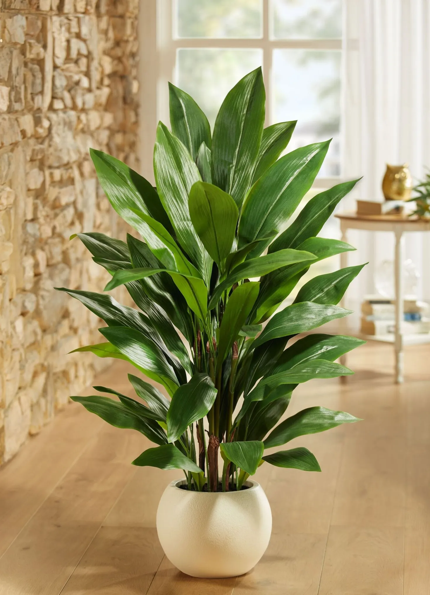 Schusterpalme im Topf