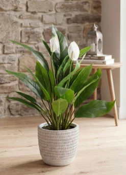 Spathiphyllum im Topf